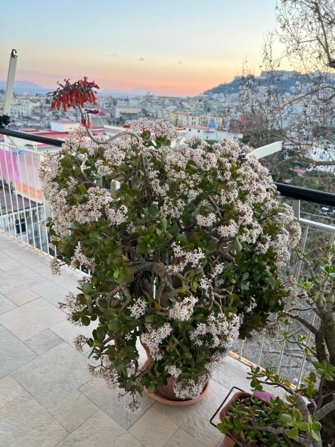 Sunrise Sweet * Napels